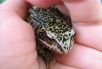 wildtier Frosch